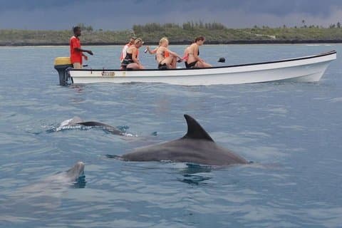 Tour des dauphins