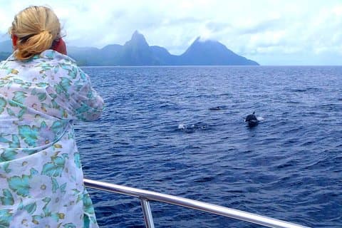 Whale Watching and Dolphin Spotting Cruise