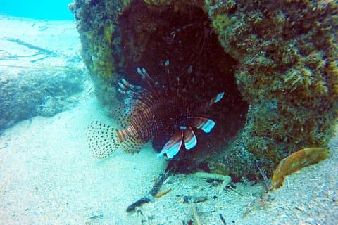 Wave Break Island Scuba Diving on the Gold Coast