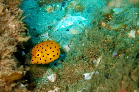 Wave Break Island Snorkel Tour on the Gold Coast