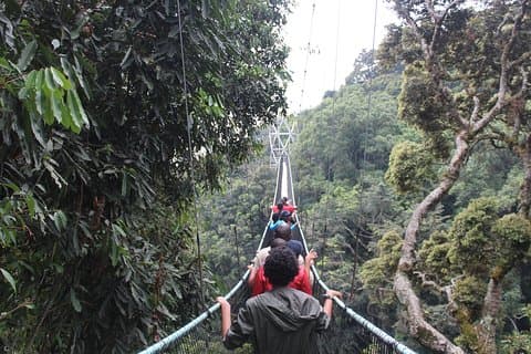 Promenade dans la canopée d'une journée dans le parc national de Nyungwe