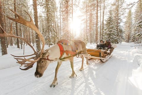 Lapland Reindeer Safari uit Rovaniemi