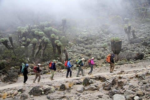 CLIMB THE KILIMANJARO rongai route