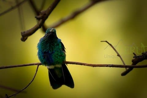 Observación de aves en Cusco en el Balcón del Diablo (medio día)