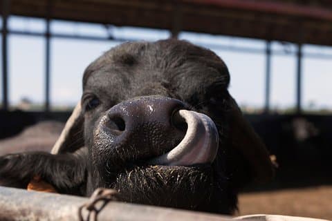 Besök på Bufale and Dairy farm med ostprovning