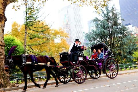 Kort sløyfe med hestevogn i Central Park (opptil 4 voksne))
