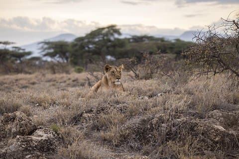 Dagtur - Tarangire National Park