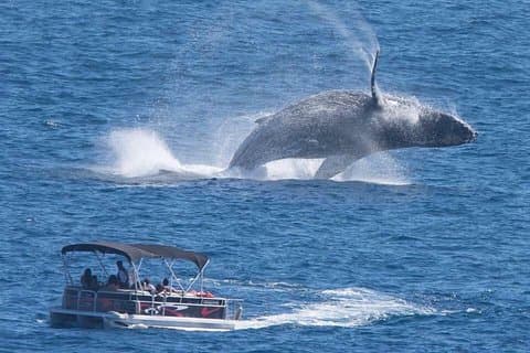 Hvalsafari i Cabo San Lucas ombord på vores luksustrimaran!