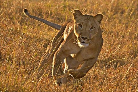 Masai Mara 3 jours Safari sous tente de luxe