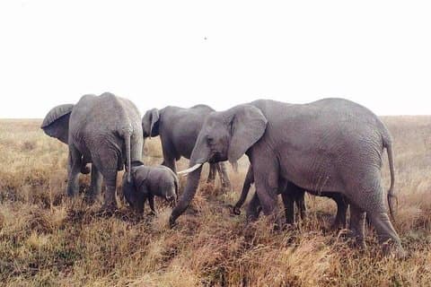 Gita di un giorno al parco nazionale di Arusha