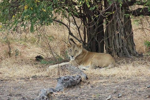 3 dagar Tanzania Safari - Emnel Adventures