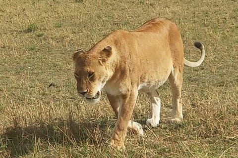 3-daagse Maasai Mara Adventure Group Safari