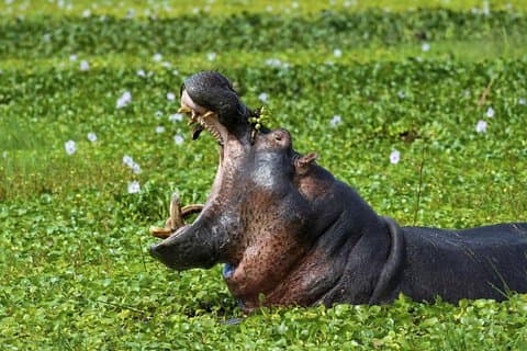1 giorno Lago Mburo National Park