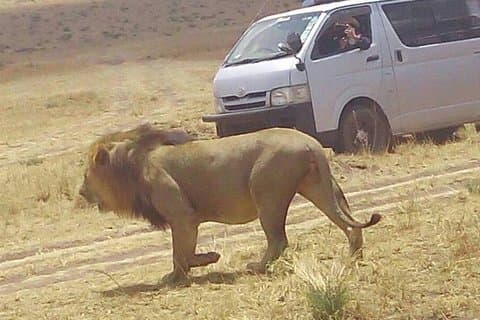 3 Tage Maasai Mara Budget Gruppensafari