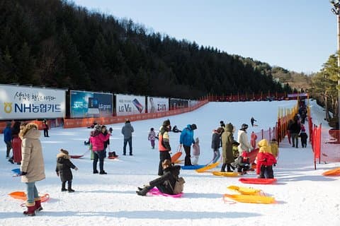 [Privat tur] Nami Island & Snow Viewing and Snow sled (More Members Min Cost)