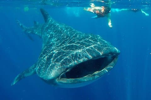 Encuentro de tiburones ballena para grupos pequeños - 12 años en el negocio