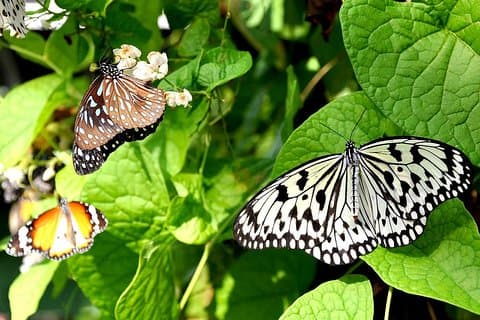 Bird Park & Butterfly Farm Nature inkluderar alla entréer från Kuala Lumpur
