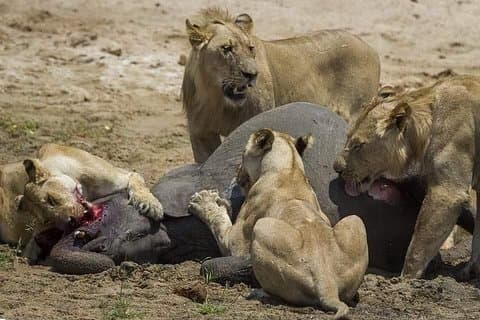 Chobe Day Trip