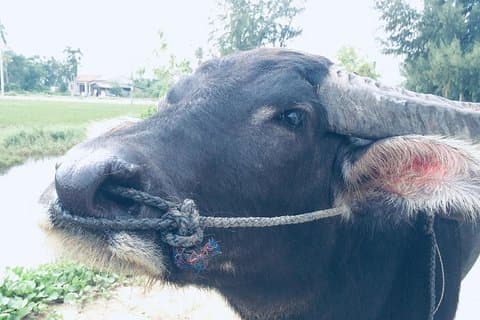 Cavalgada de água Buffalo e Barco de cesta Hoi An Tour de bicicleta privada