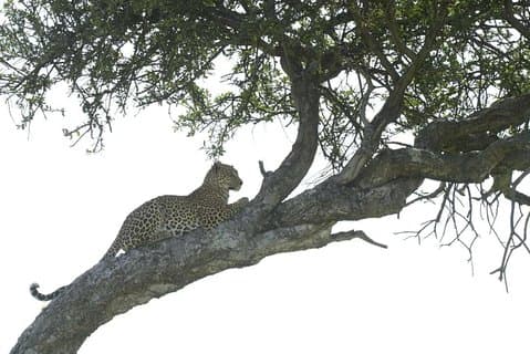 4-Day Camping Safari Including Serengeti & Ngorongoro