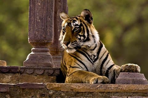 Privat envejsoverførsel fra Mount Abu til Ranthambore i AC-køretøj