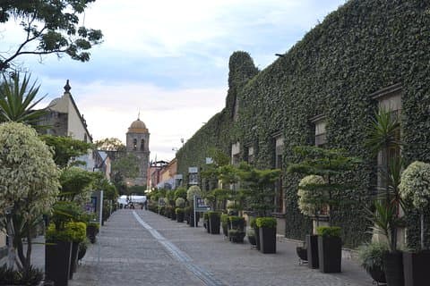 Tequila-roten