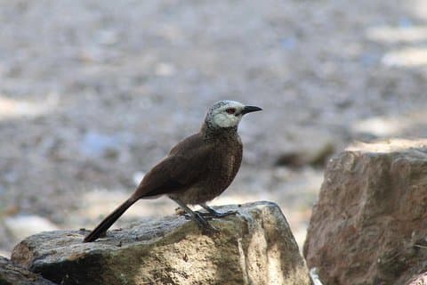 Trekking in Lalibela Wollo Highland in Etiopia 5 giorni / 4 notti