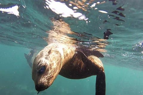Snorkel con focas y Península del Cabo Excursión privada de día completo
