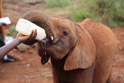Parc national de Nairobi, Elephant Orphanage&Bomas Cultural Dance