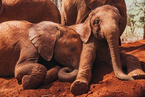 Tour del Centro delle Giraffe, dell'Orfanotrofio degli Elefanti e del Parco Nazionale di Nairobi