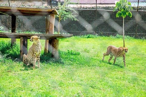 Excursão guiada de um dia às favelas de Kibera e ao parque de animais de Stedmak Gardens em Nairobi