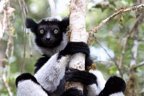 Viagem de um dia para Andasibe Lemurs