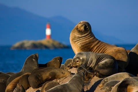Navigering Beagle Channel Isla de Lobos