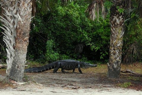 Everglades Day Safari de F. Lauderdale