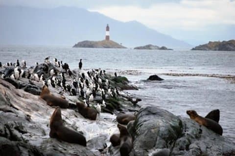 Navigeringskanal Beagle Pinguinera
