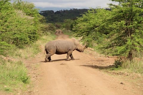 Nairobi National Park Privat Safari