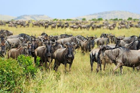 Safari di migrazione di 7 giorni nella Tanzania settentrionale