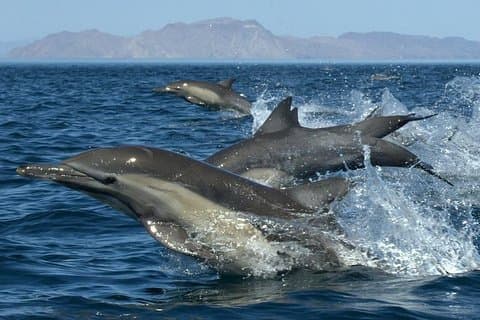 Kauai's South Side Whale and Dolphin Zodiac Båtäventyr