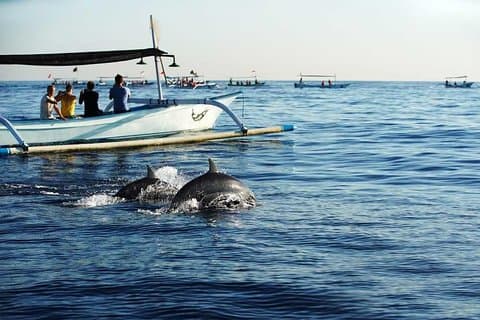 Dolphin Discovery: Utforska den vilda livsmiljön på norra Bali
