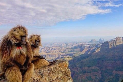 12-dages Trekking i Simien-bjerget og omkring Lalibela