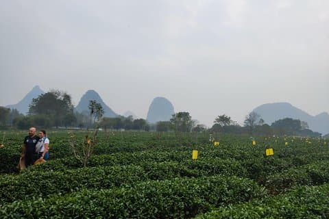 Half-Day Guilin City Tour: Reed Flute Cave and Tea Plantation