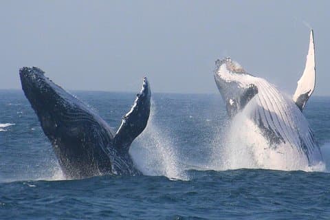 Cape Town Private Tour. Hermanus hvalsafari hele dagen