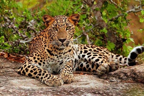 Yala nasjonalparksafari - privat tur