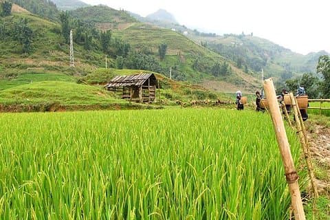 Descubra los arrozales y la naturaleza de Sapa - 1 día