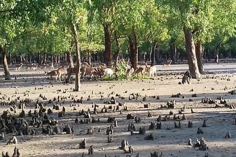 Gli Hotel di Sundarban