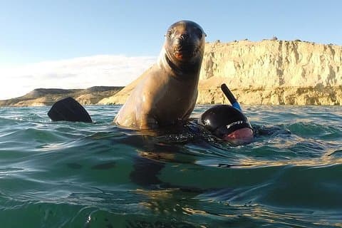 Snorkeling with Sea Lions
