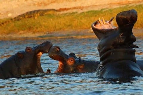 4 dages Victoria Falls Experience