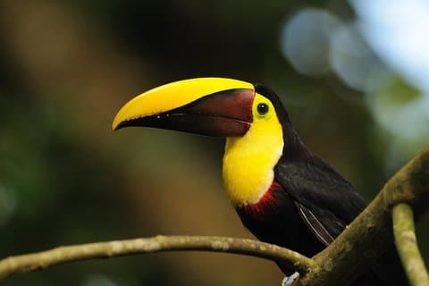 Fugleture Arenal Oasis