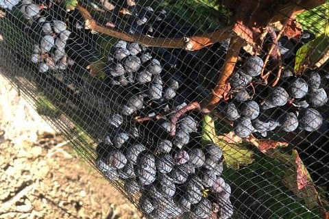 Tours privados de vino: de Toronto a Niagara-on-Lake