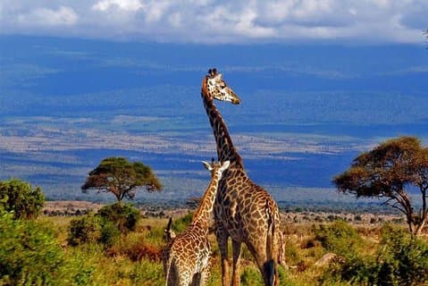 6-tägige Kilimandscharo-Wanderung und Klettertour über die Machame-Route